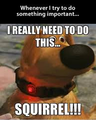 updog.jpg